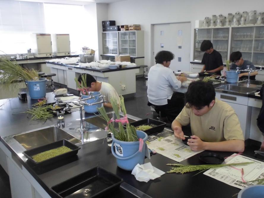 出穂後25日調査3