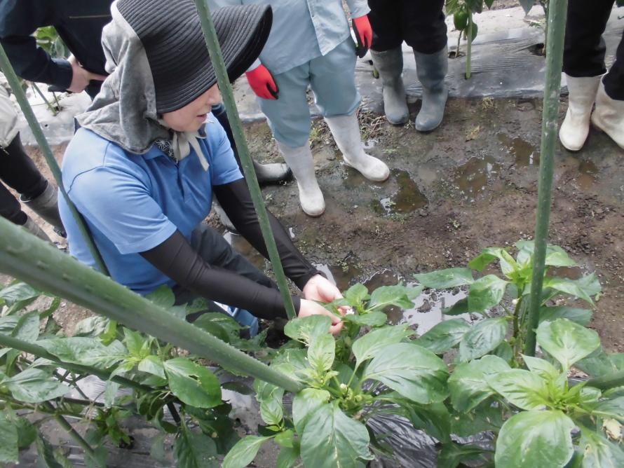 パプリカ芽かき2