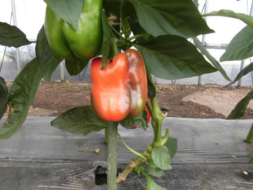 パプリカ芽かき3