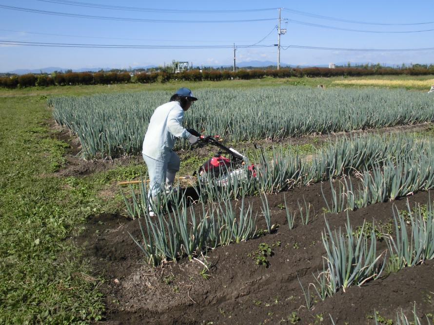 ねぎ中耕培土1