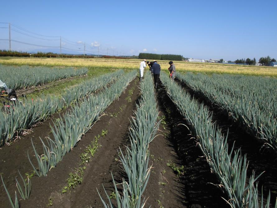 ねぎ中耕培土2