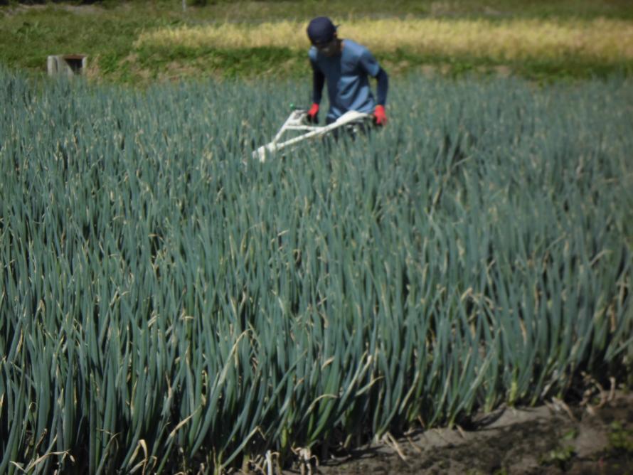 ねぎ中耕培土3