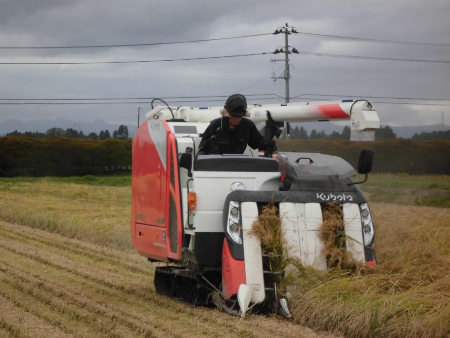 稲刈り1