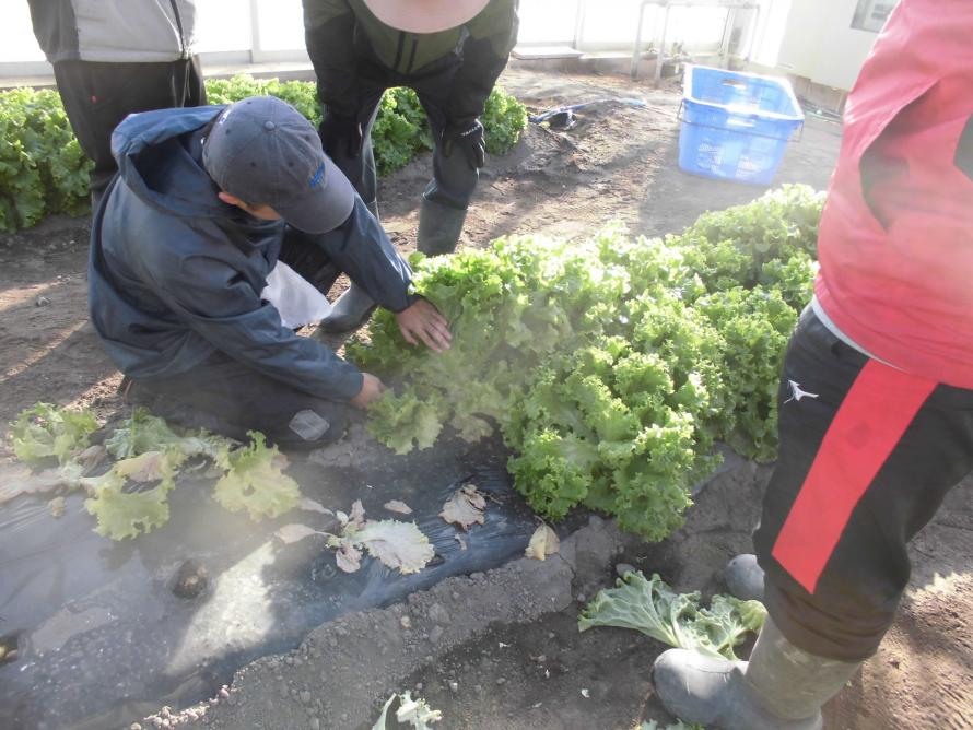 リーフレタス収穫調製1