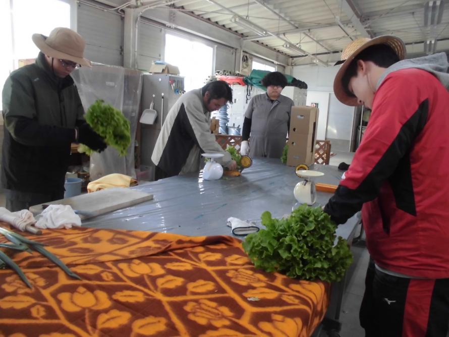 リーフレタス収穫調製2