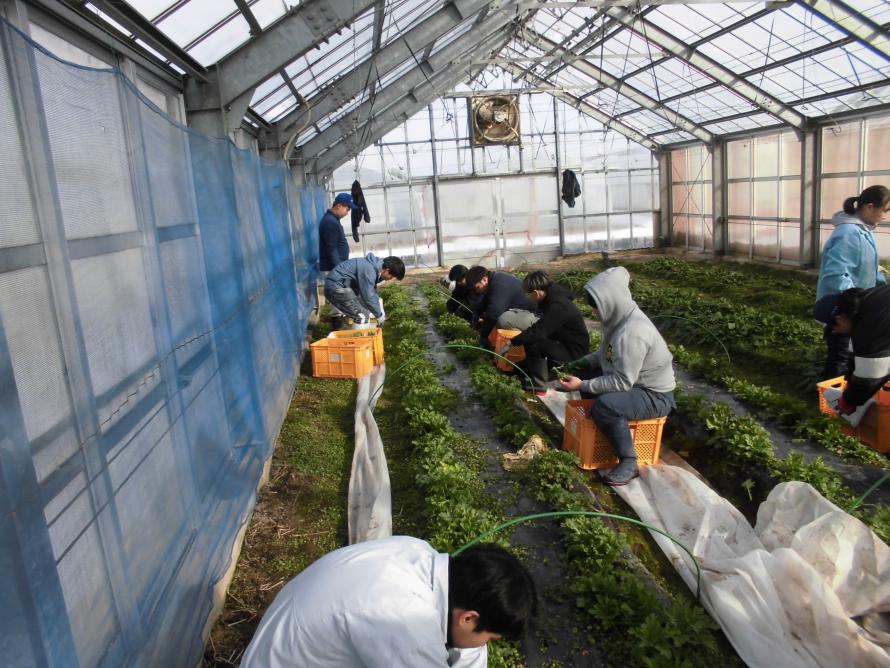 しゅんぎく収穫1