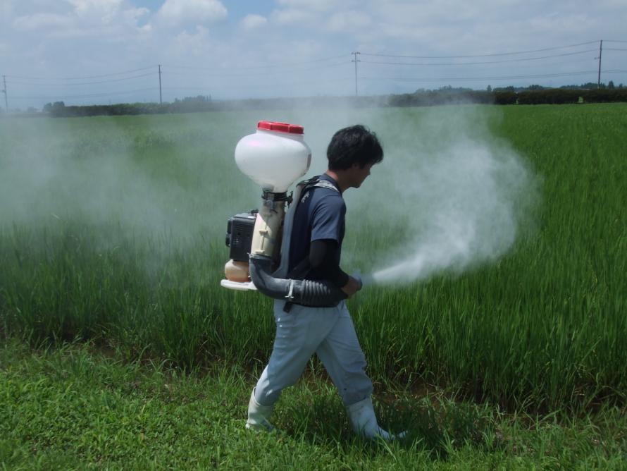 カメムシ防除