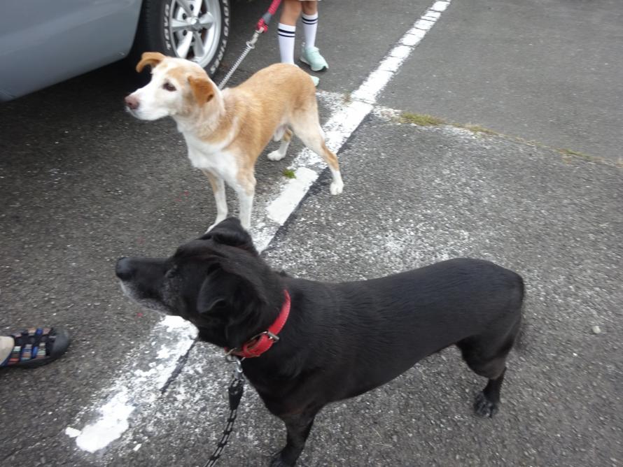 里帰り【八ちゃん】02