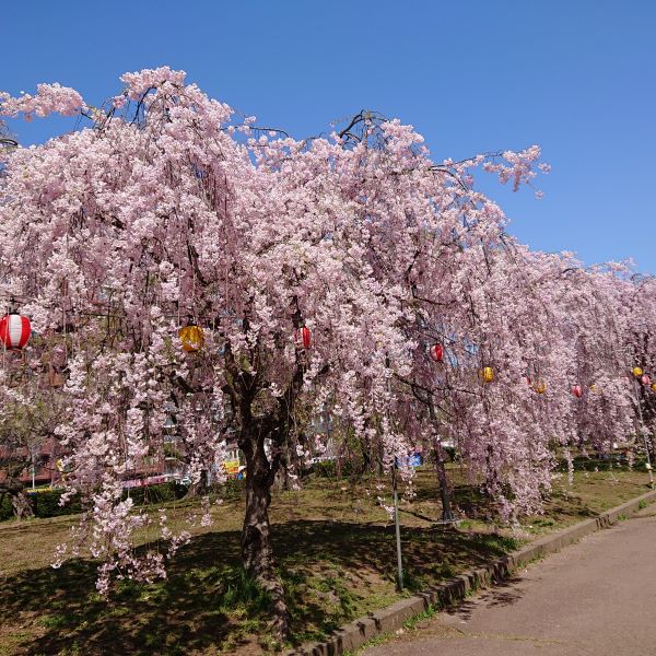 仙台市　榴岡公園桜まつり