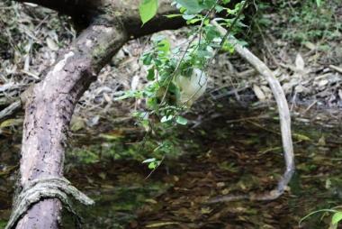 モリアオガエル