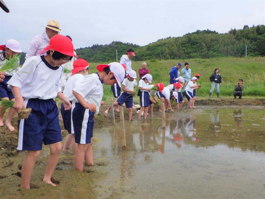 田んぼに入っていく児童