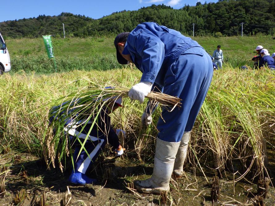 稲を刈る児童1