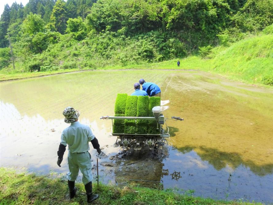 田植えの様子3