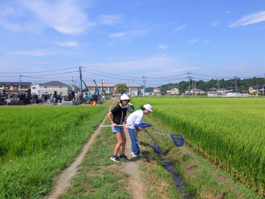 生き物調査2