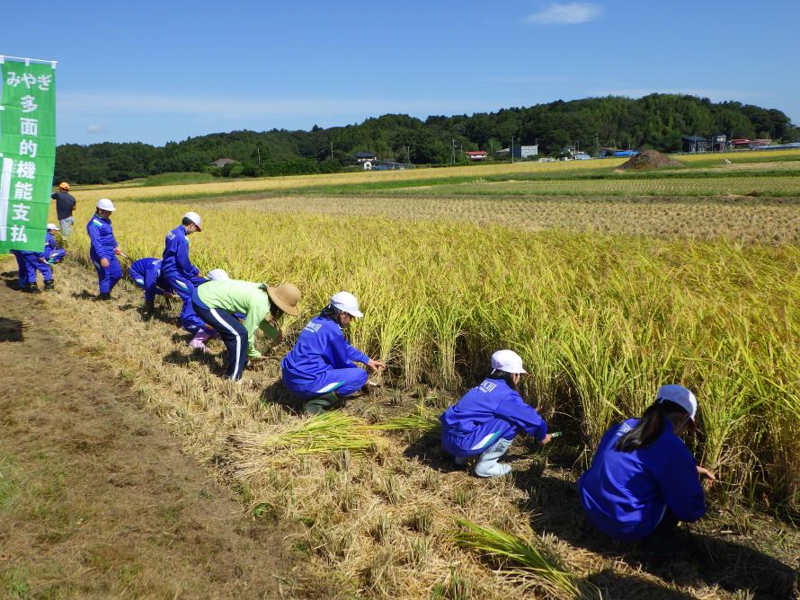 稲刈りを行う児童