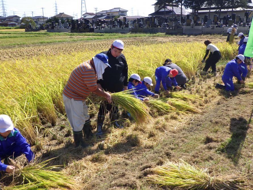稲束を作る児童