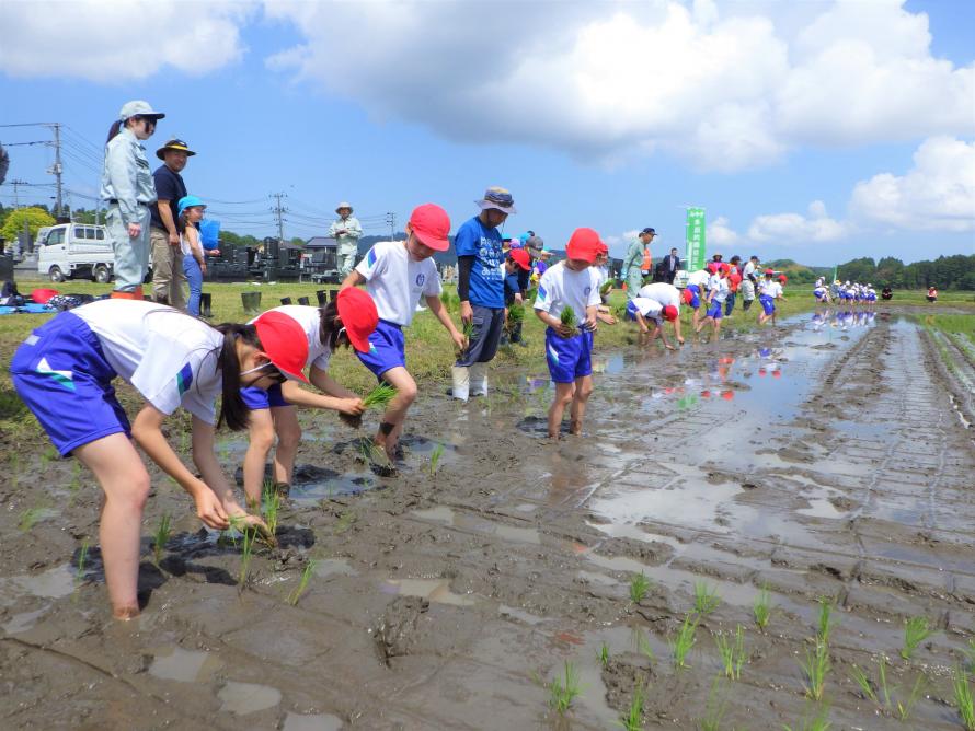 田植え1