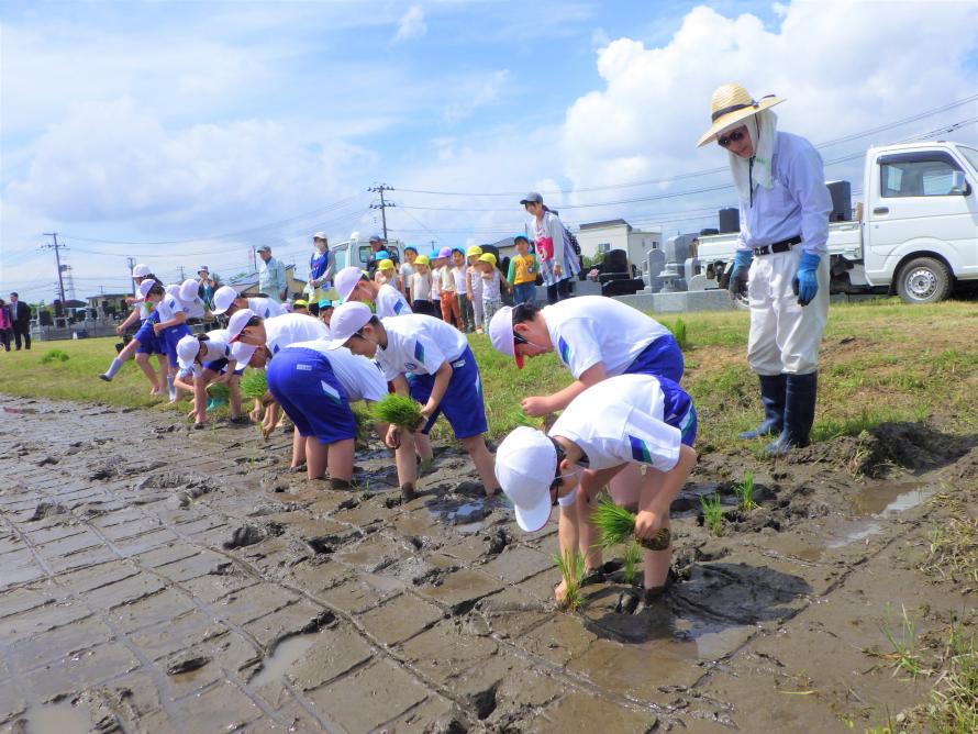 田植え2