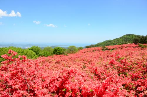 徳仙丈山のツツジ