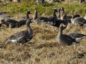 県の鳥 ガンの写真