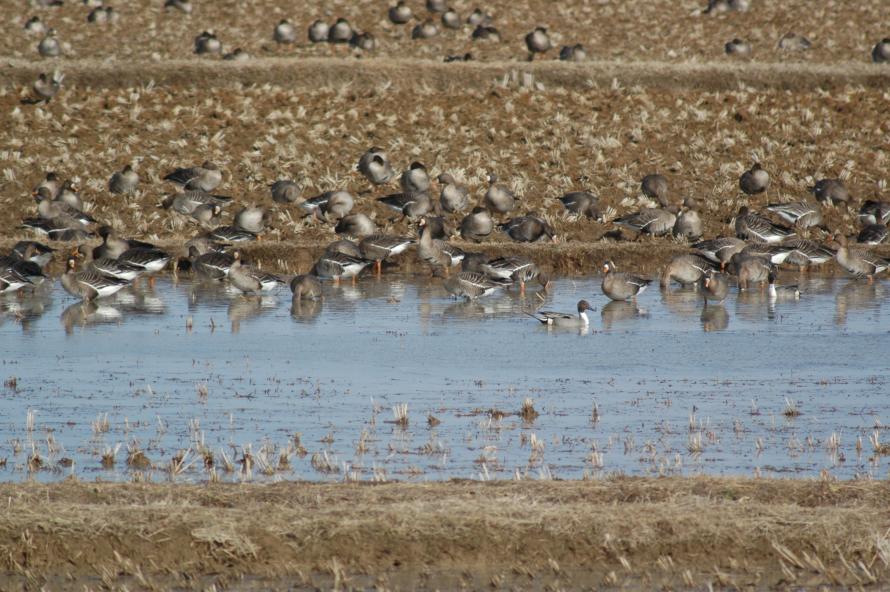 winter-water-ricefield