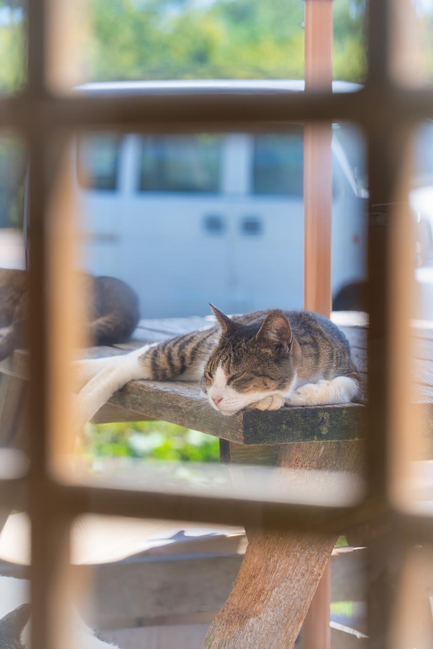 そっと覗いた昼下がり