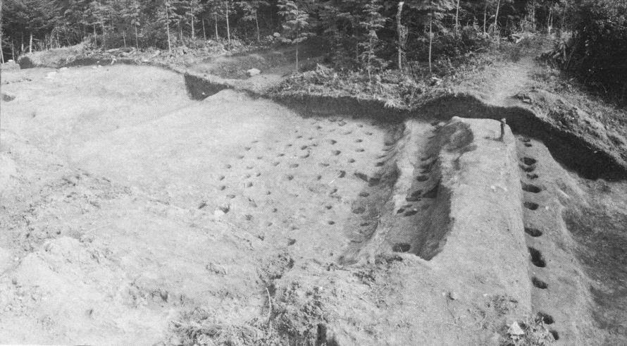 第17次調査区（北から）