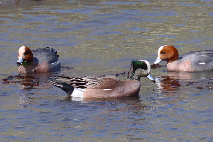 アメリカヒドリ