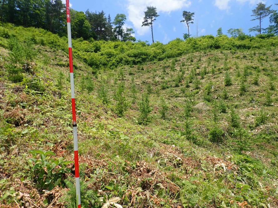 森林の下刈り実施後