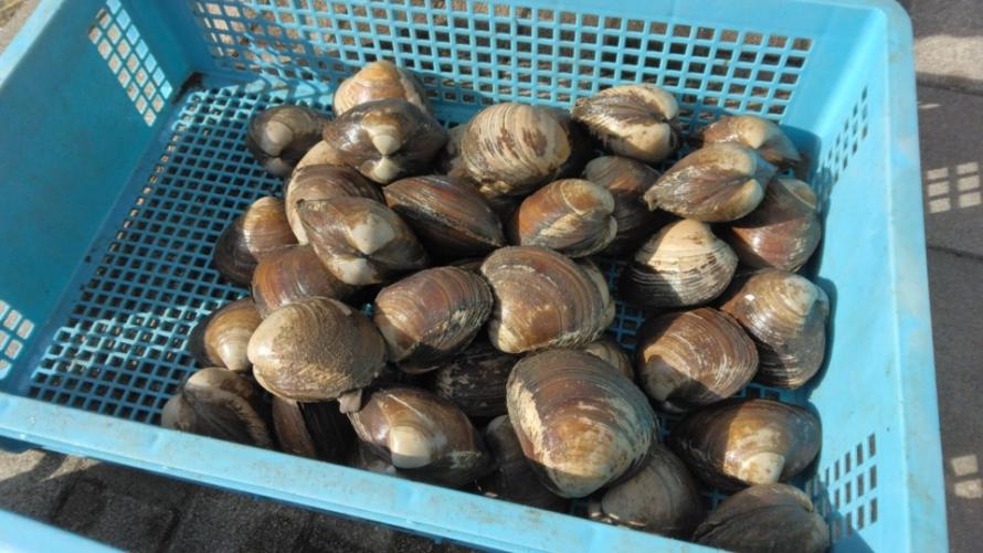 亘理荒浜水産物直売会