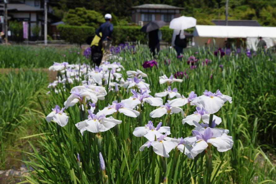 多賀城市 多賀城跡あやめまつり