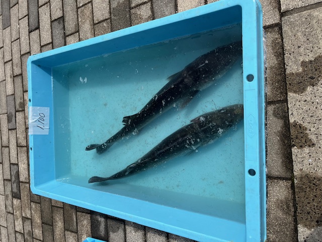 亘理町　荒浜漁港水産まつり