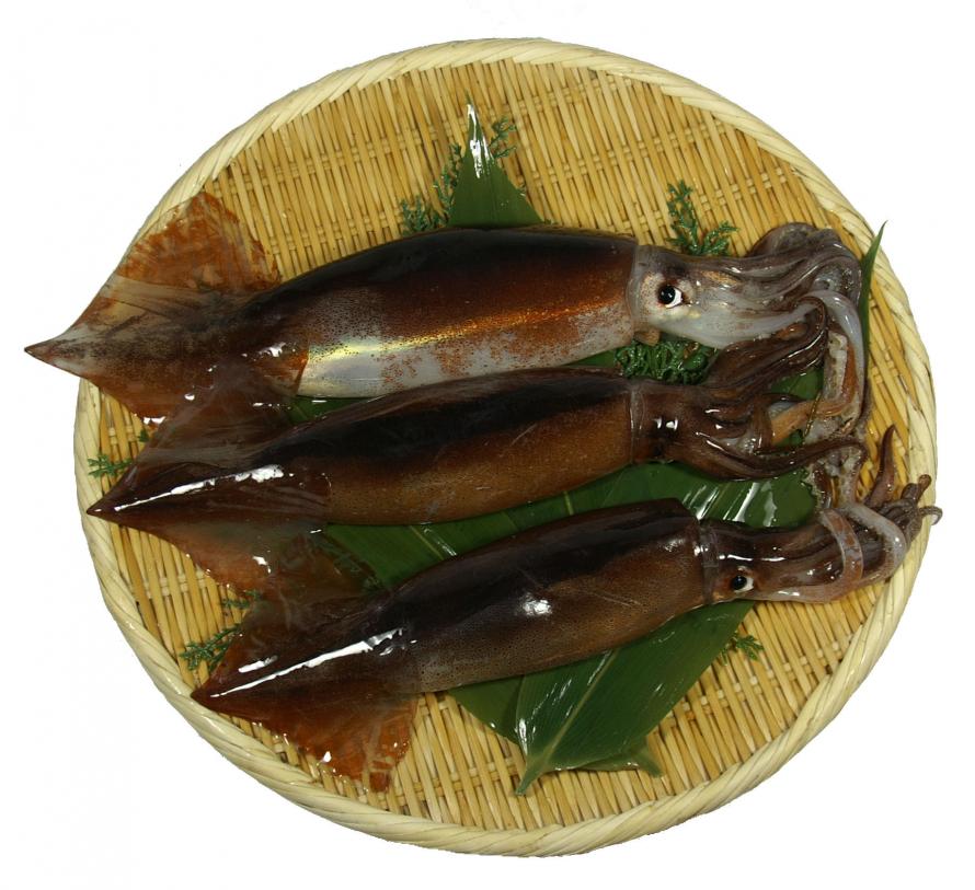 スルメイカ
