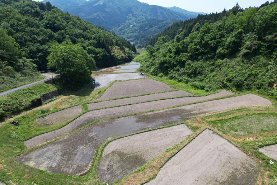 棚田