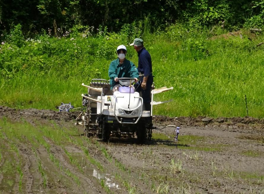 田植えの様子1