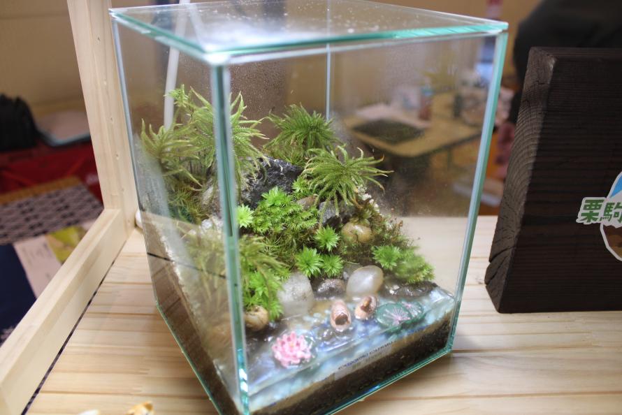 苔丸