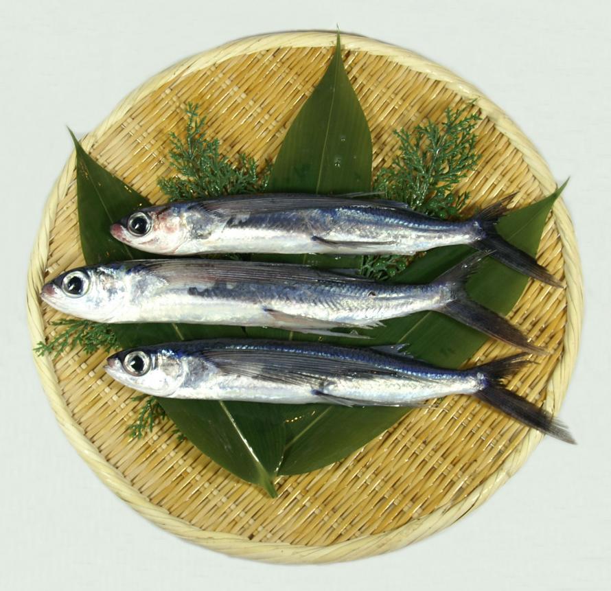 トビウオ