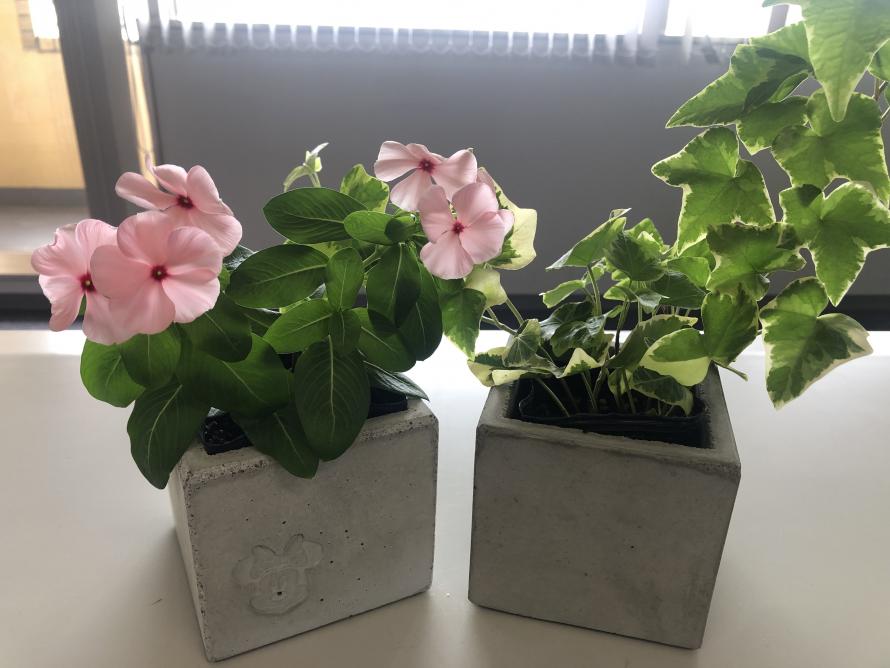 鉢植え・花
