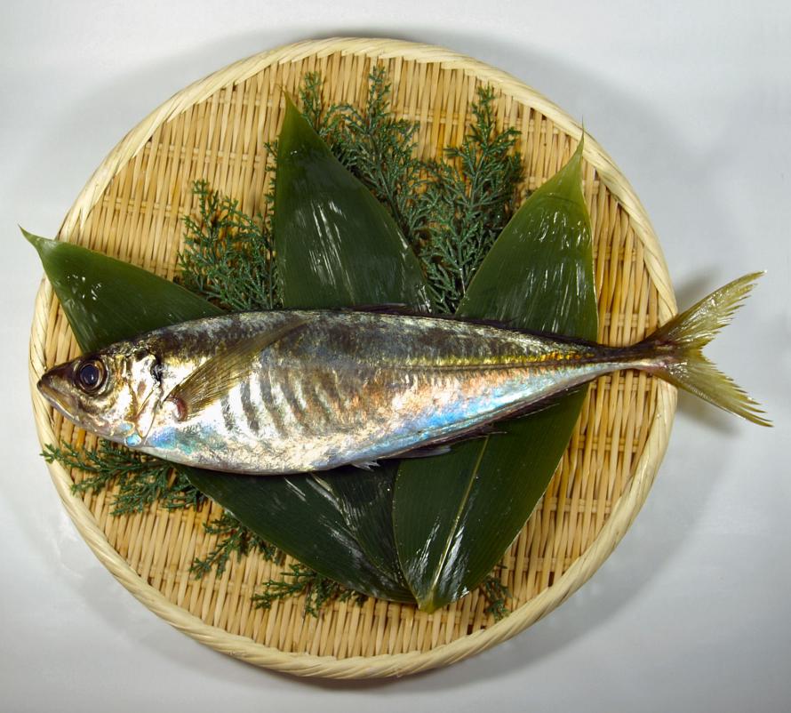 アジ②