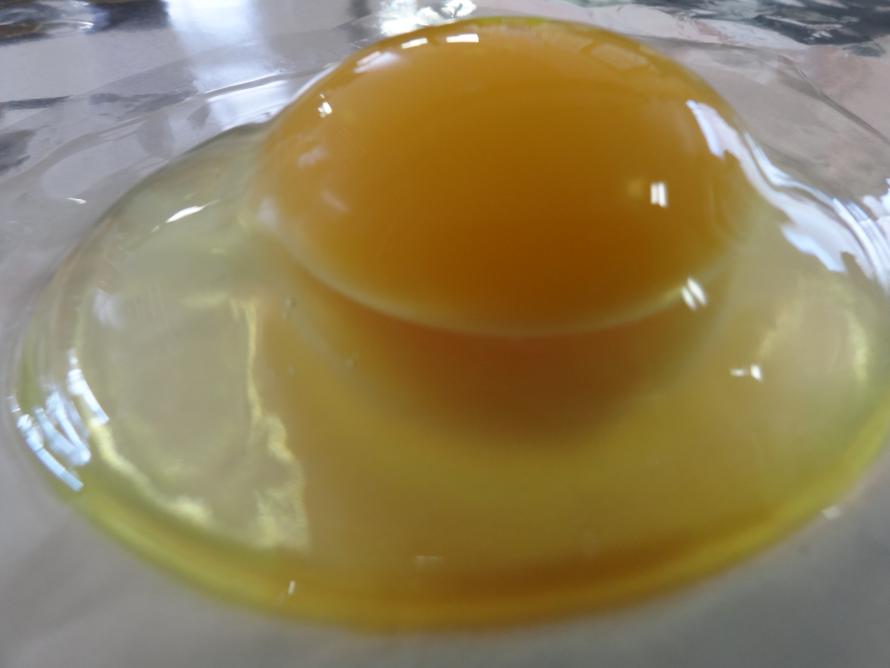 tamago-1
