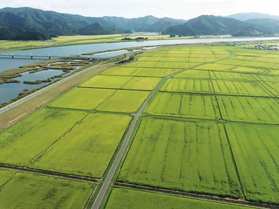 田んぼ風景