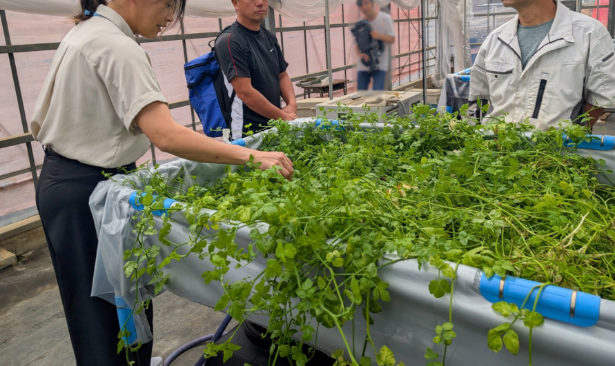セリ養液栽培研修会