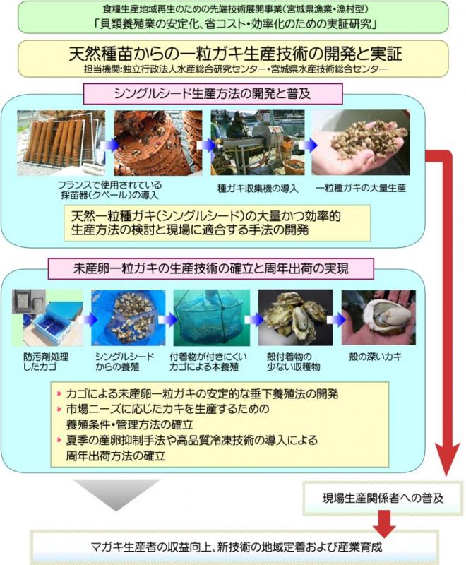 中課題1 小課題1：天然採苗からの一粒カキ生産技術の開発と実証の図解