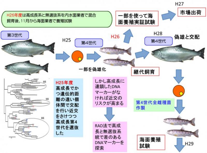 中課題3 小課題2：高成長ギンザケ系統作出とその評価の図解