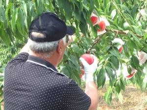 桃を収穫する尾形組合長の様子