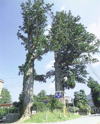 上二本杉・下二本杉