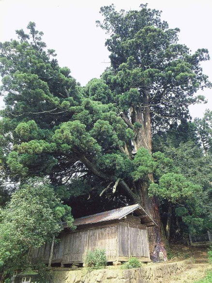 弥陀の杉