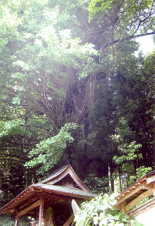 東陽寺のイチョウ