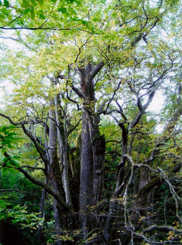 県指定天然記念物「久保のカツラ」写真1