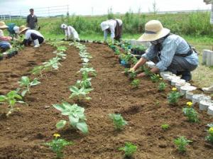 上町環境保全推進協議会苗の植え付けの様子